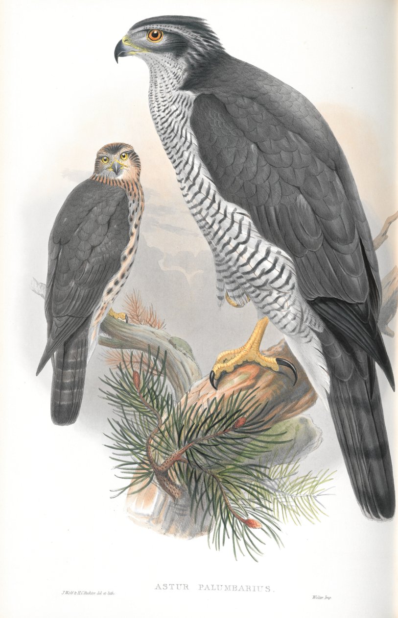 Illustration af Astur Palumbarius (Goshawk) af John Gould