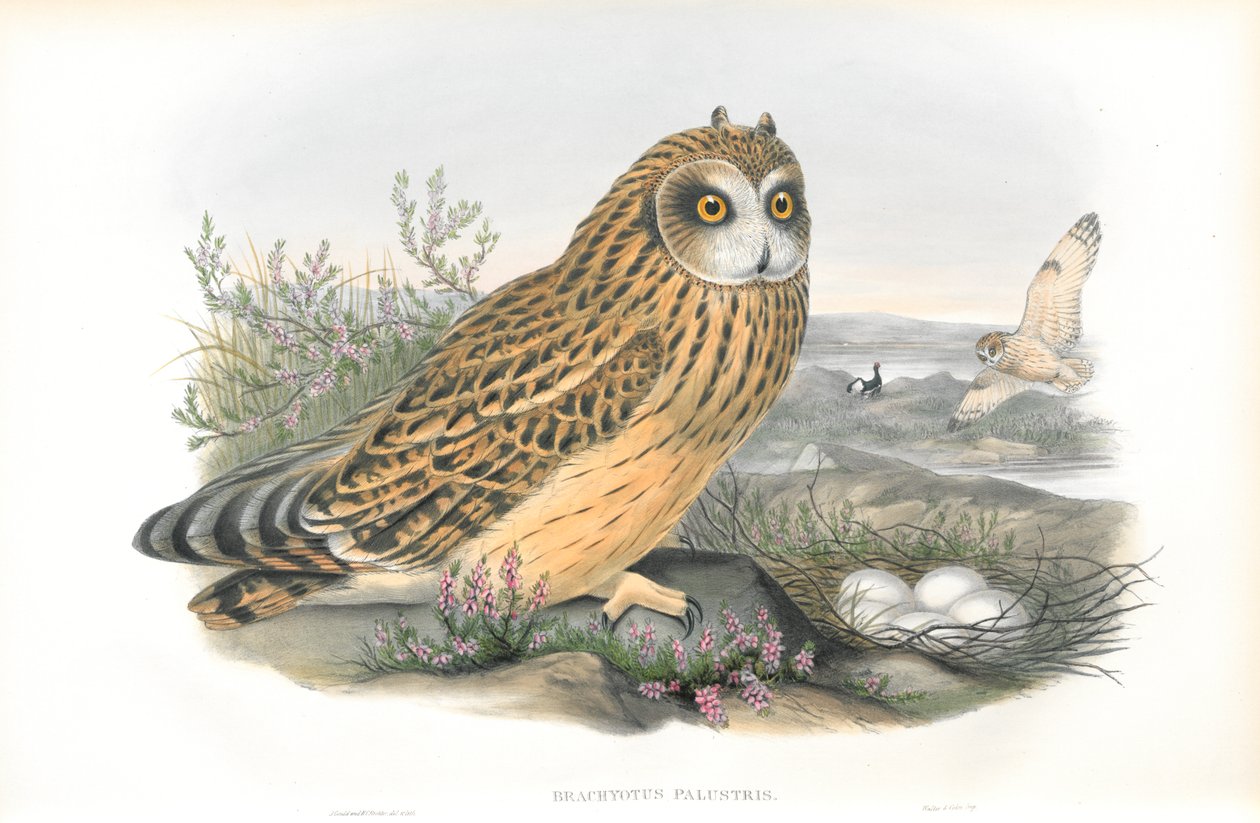Illustration af Brachyotus Palustris (kortørlet ugle) af John Gould