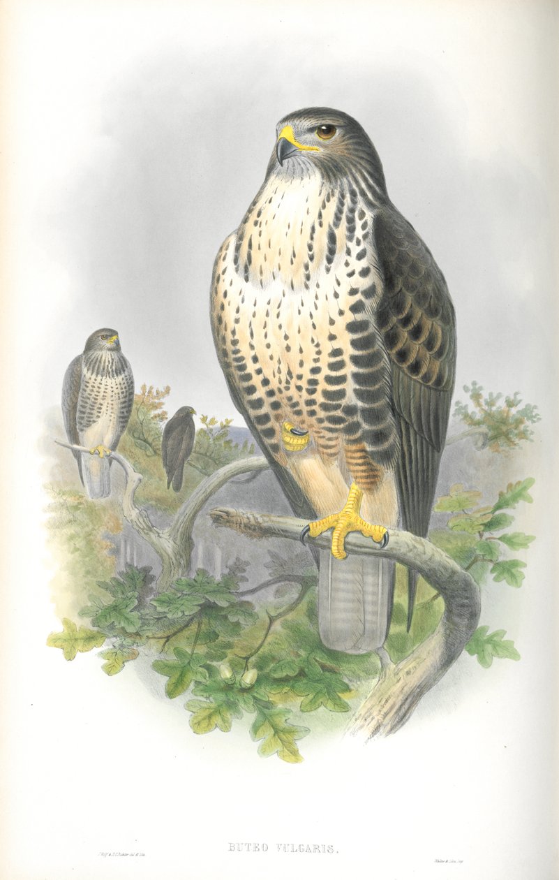 Illustration af Buteo Vulgaris (Almindelig Buzzard) af John Gould