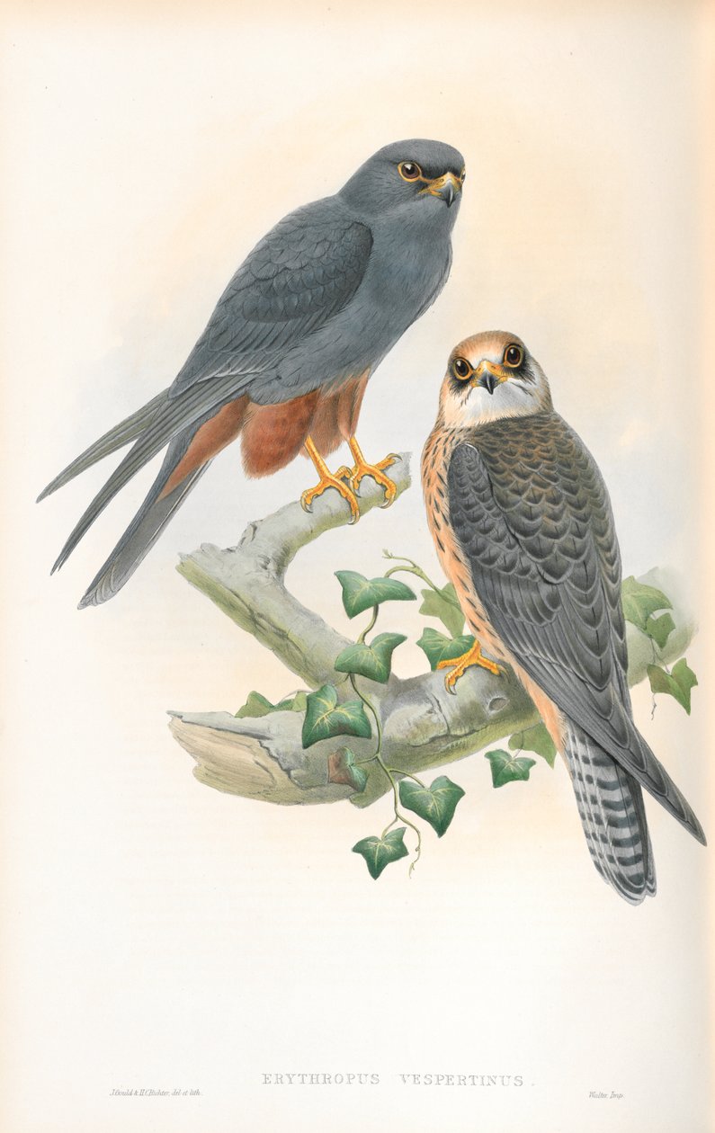 Illustration af Erythropus Vespertinus (Orange-legged Hobby) af John Gould