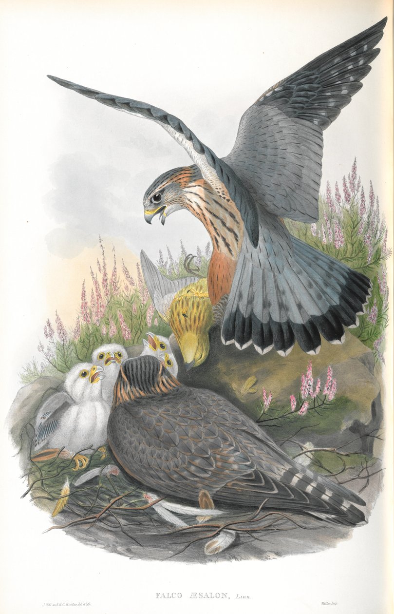 Illustration af Falco Aesalon (Merlin) af John Gould