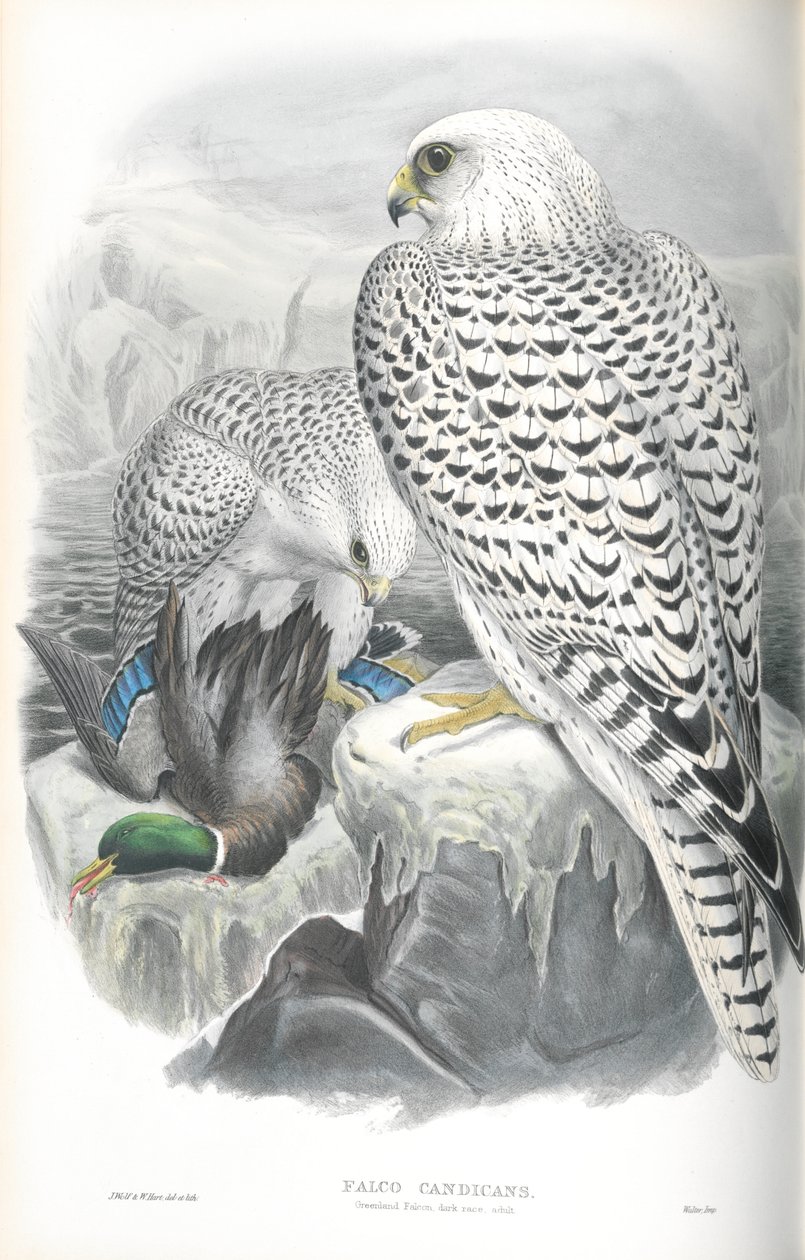 Illustration af Falco Candicans (Greenland Falcon Dark Race) af John Gould
