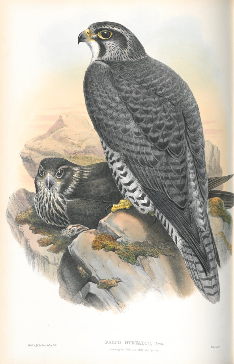 Illustration af Falco Gyrfalco (norsk Gyrfalcon) af John Gould