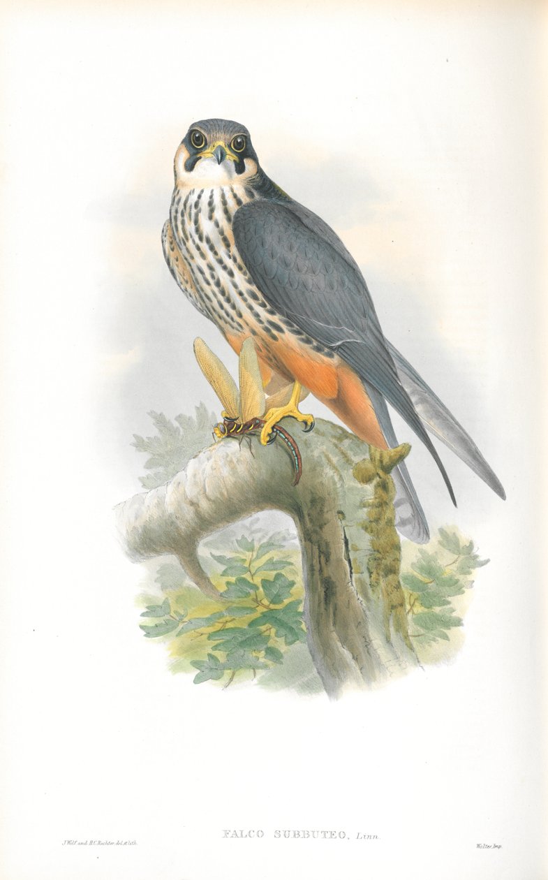 Illustration af Falco Subbuteo (Hobby) af John Gould