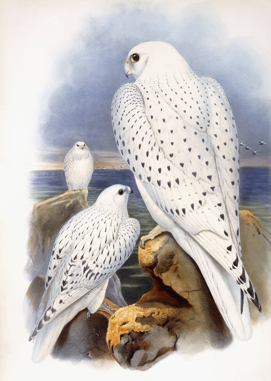 Illustration af falke, 1873 af John Gould
