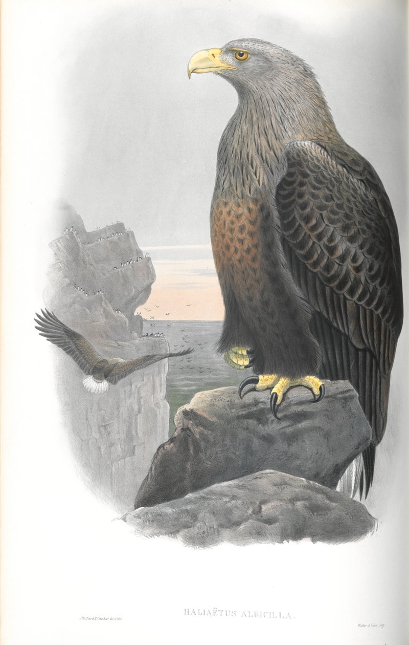 Illustration af Haliaeetus Albicilla (Havørn) af John Gould