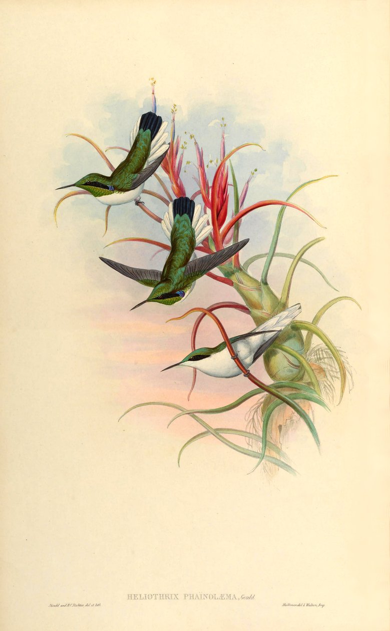 Illustration af Heliothrix phaïnolæma (= Heliothryx auritus phainolaemus) (kolibri) på Tillandsia bulbosa (bromeliade) af John Gould