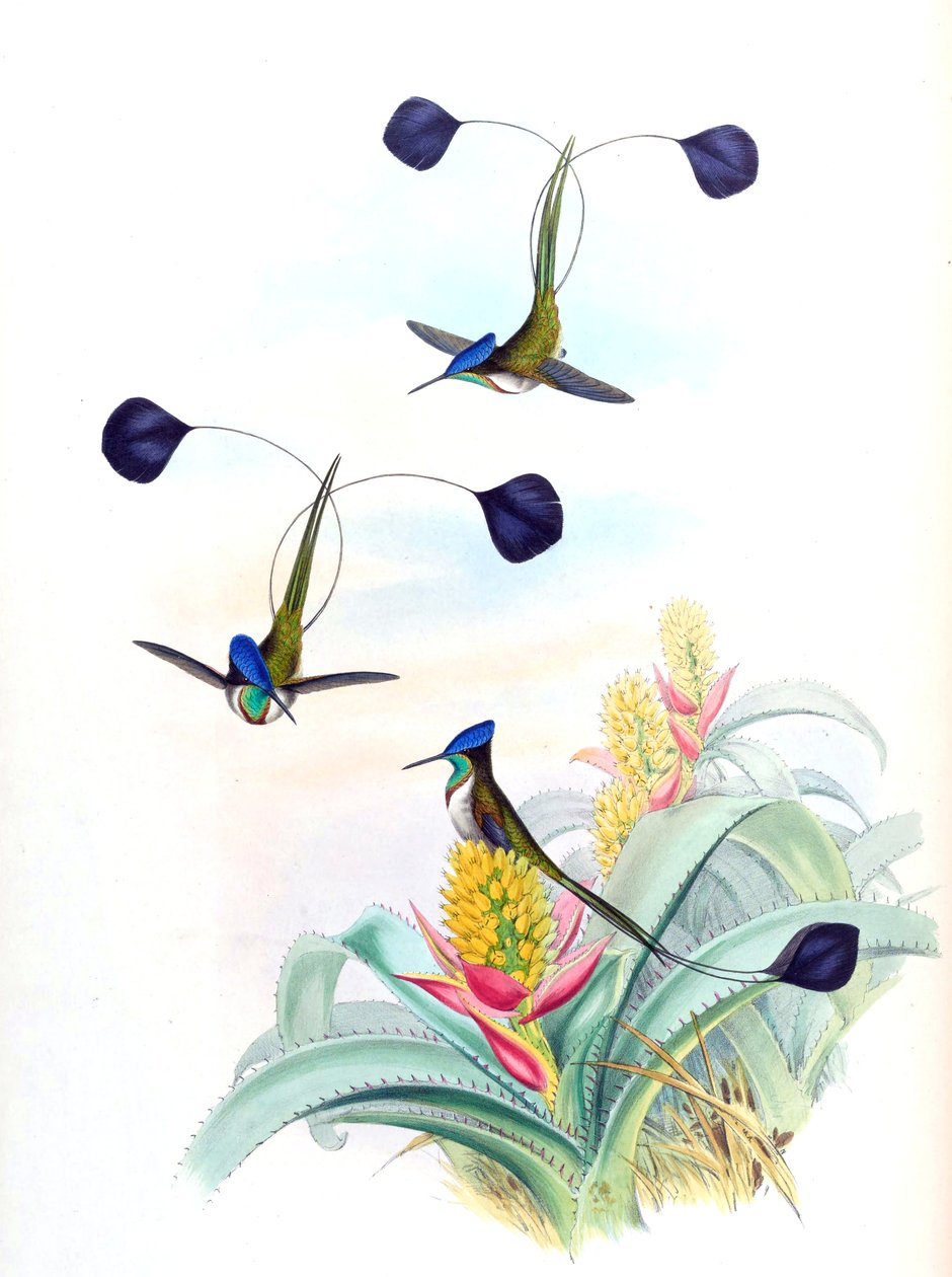 Illustration af Loddigesia mirabilis (kolibri) på Aechmea mertensii (som syn. A. mucroniflora) (bromeliad) af John Gould
