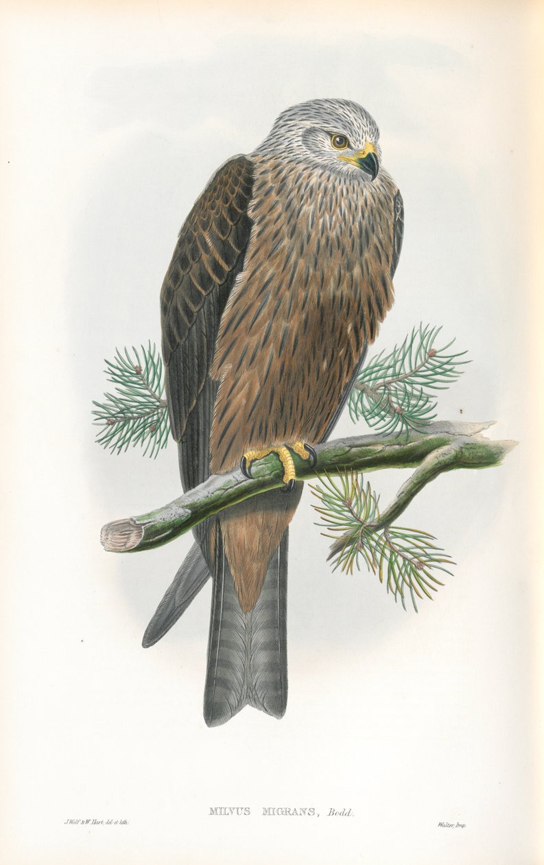 Illustration af Milvus Migrans (Black Kite) af John Gould