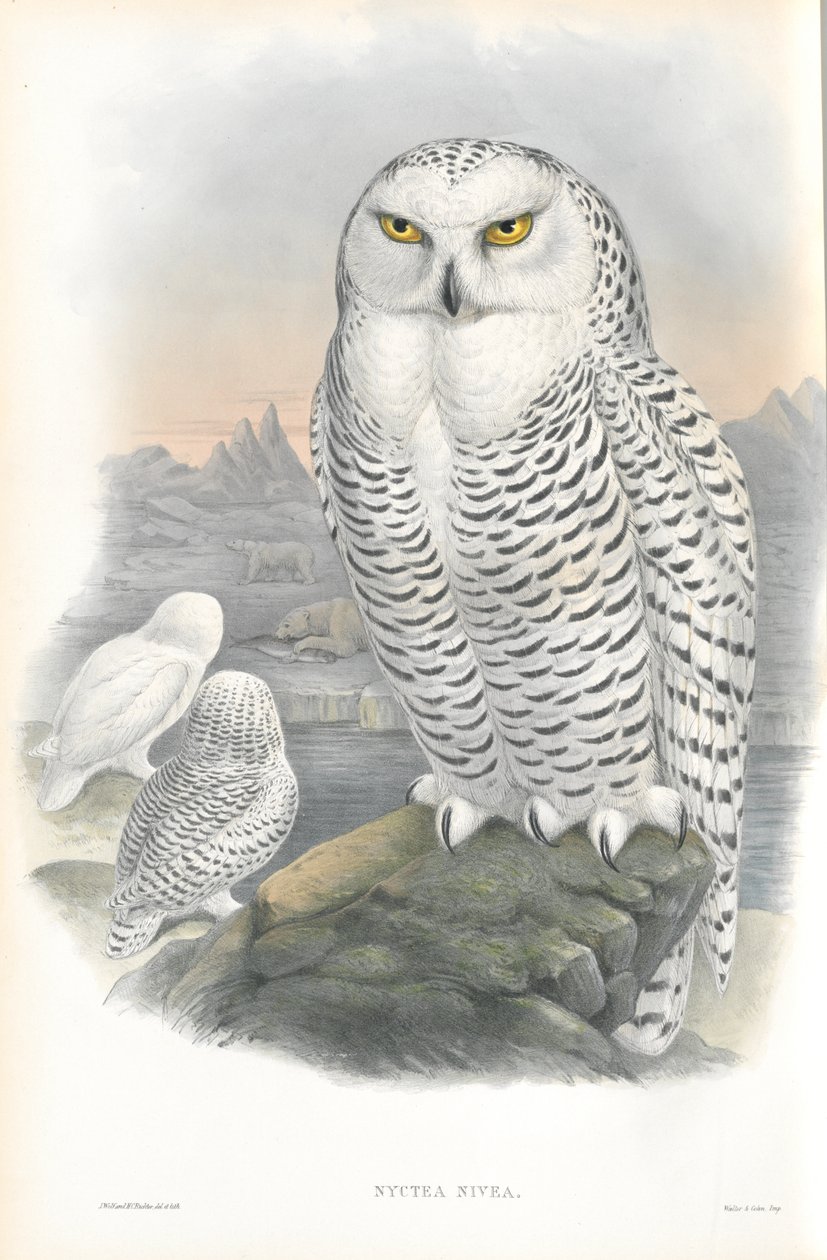 Illustration af Nyctea Nivea (Snowy Owl) af John Gould