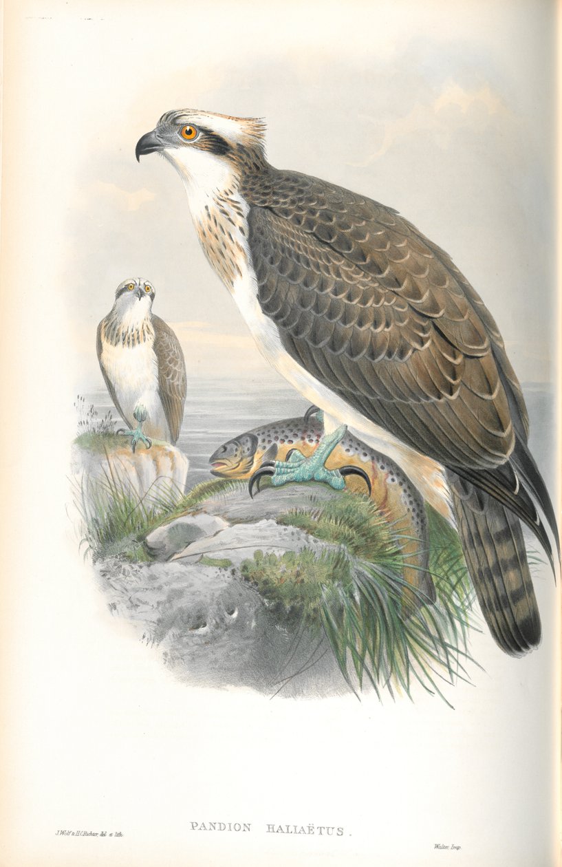Illustration af Pandion Haliaetus (Fiskeørn) af John Gould