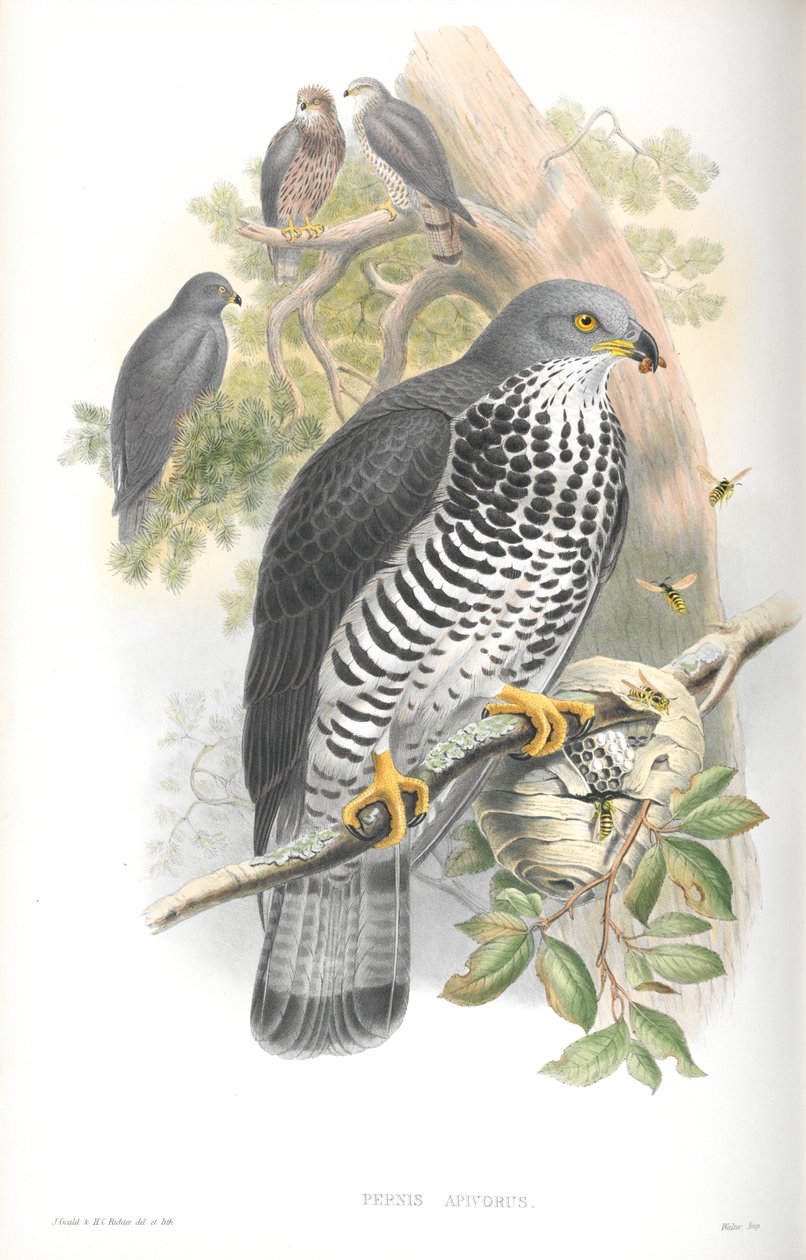 Illustration af Pernis Apivorus (Honning-Buzzard) af John Gould