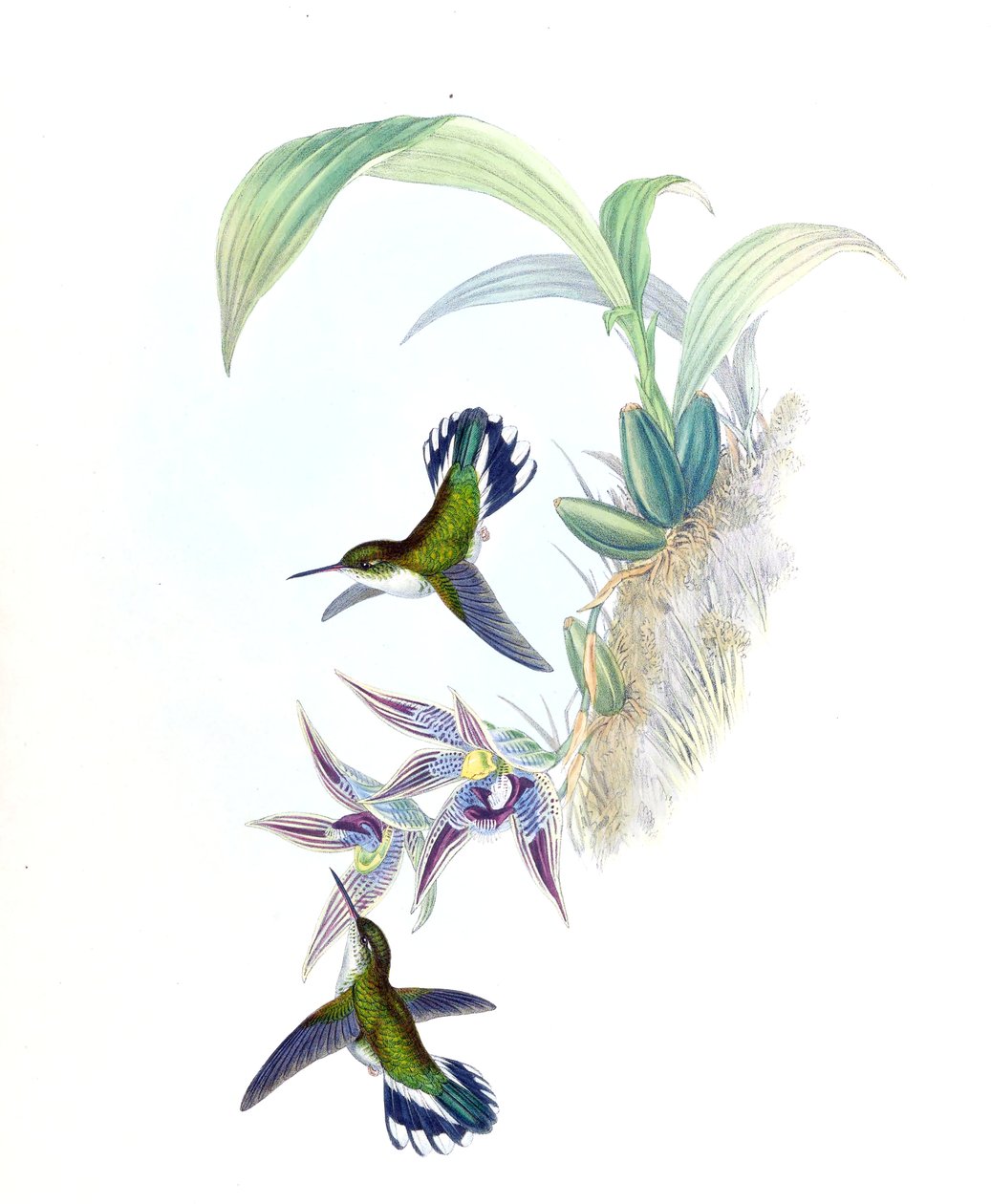 Illustration af Phlogophilus hemileucurus på Paphinia cristata (orkidé) af John Gould