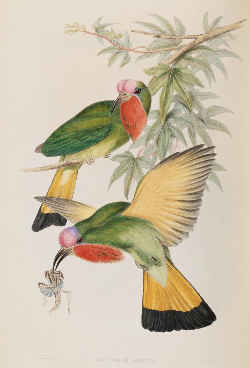 Kingfisher (Nyctiornis Amictus) fra Birds of Asia af John Gould