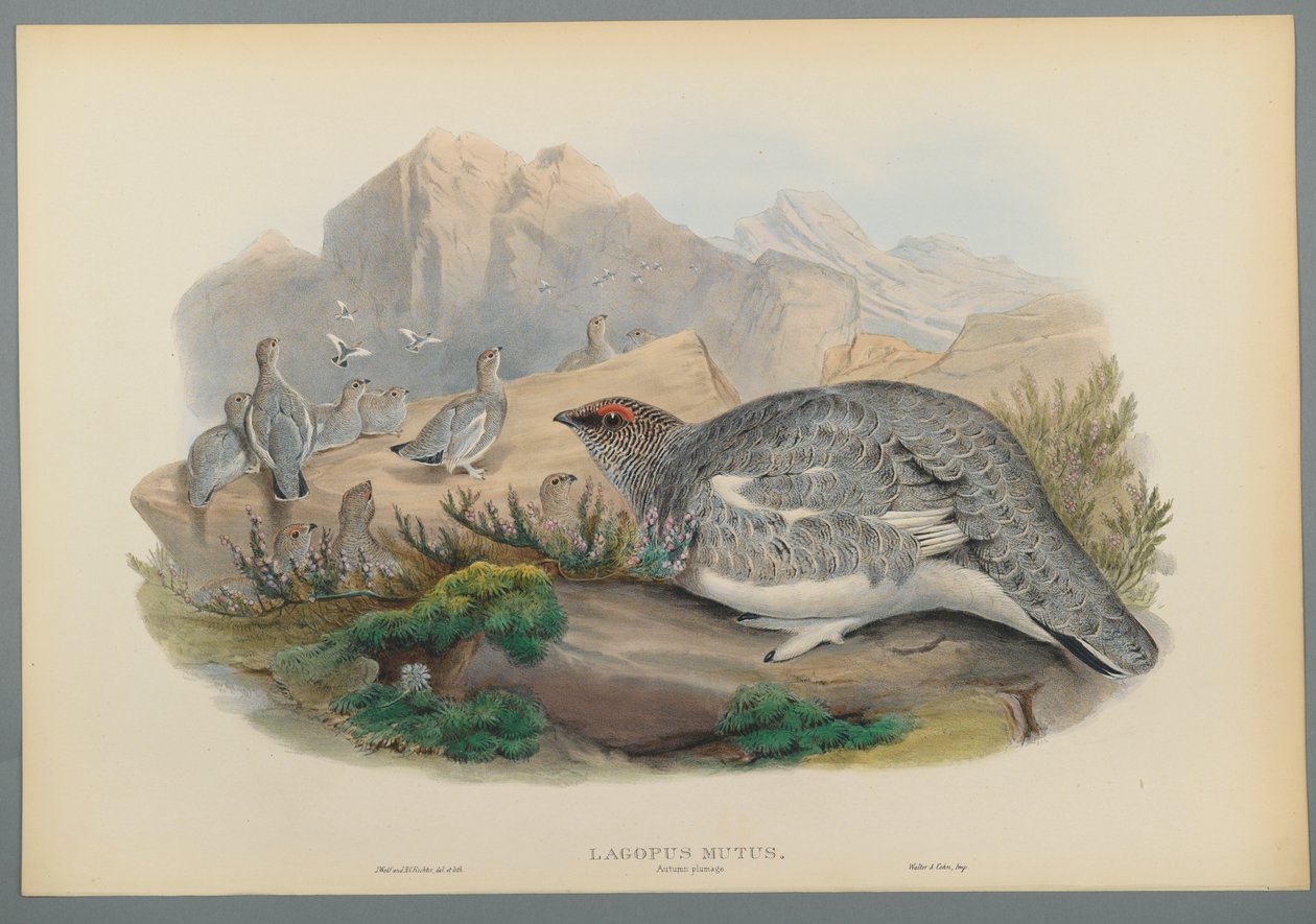 Lagopus Mutus, efterårsfjerdragt: Almindelig rype (farve litho på vævet papir) af John Gould