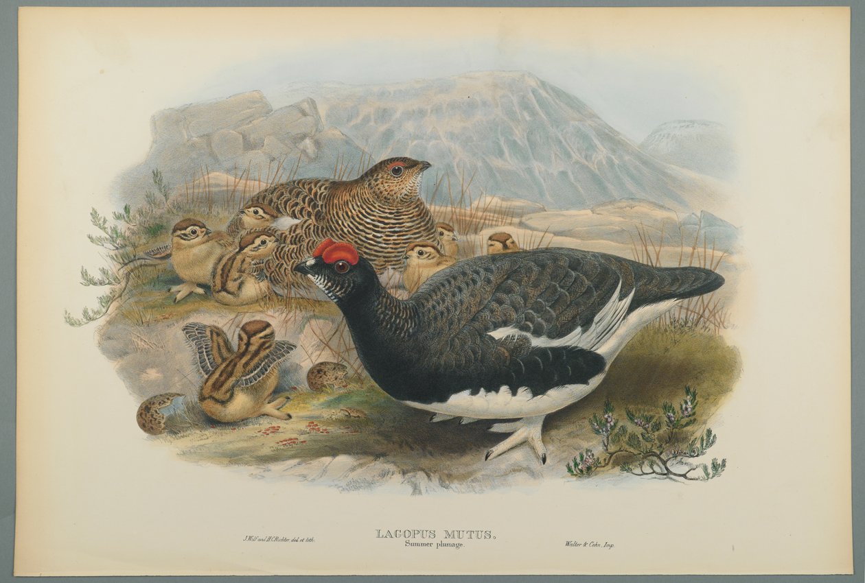 Lagopus Mutus, sommerfjerdragt: Almindelig rype (farve litho på vævet papir) af John Gould