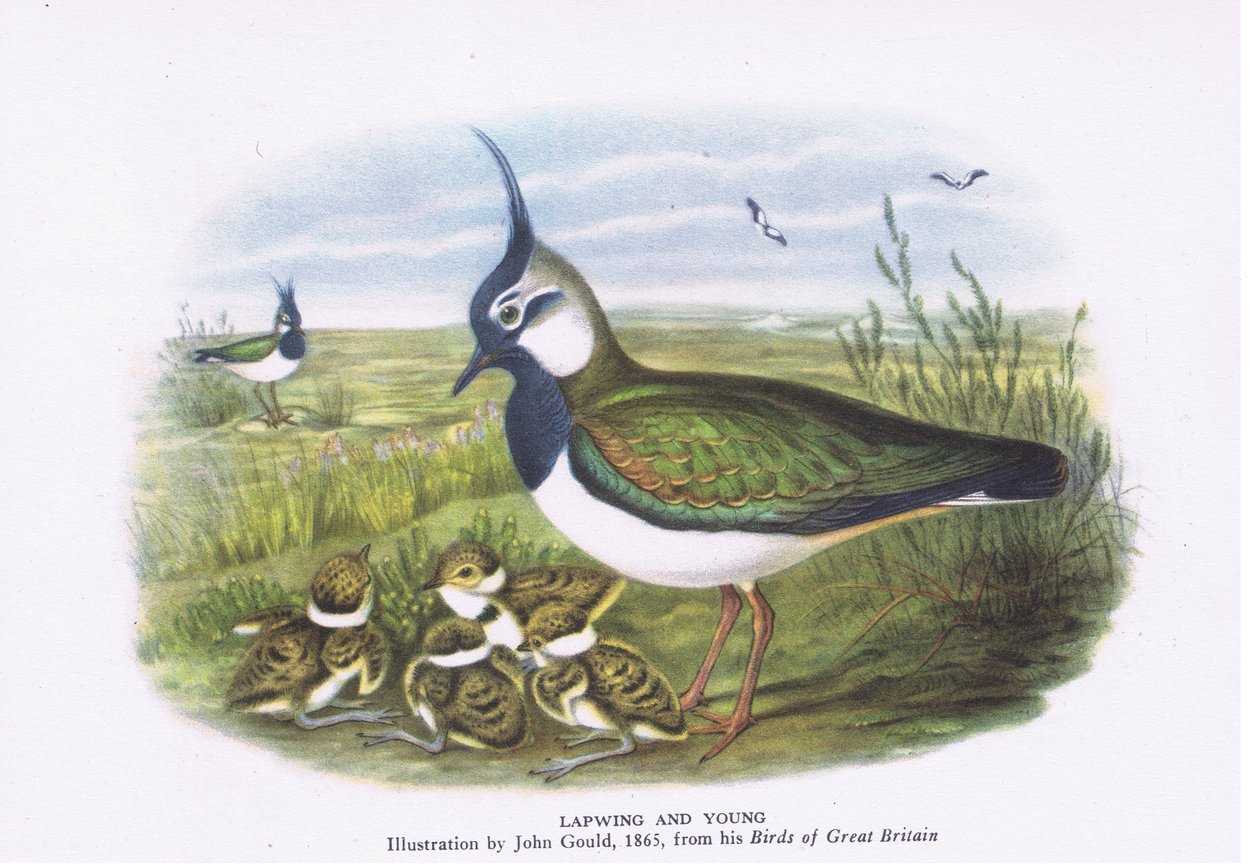 Lapwing and young, Nature in Britain udgivet af Collins, 1946 af John Gould