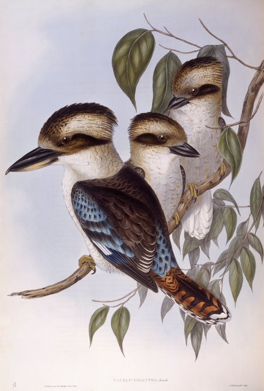 Laughing kookaburra (Dacelo novaeguineae), gravering af John Gould af John Gould