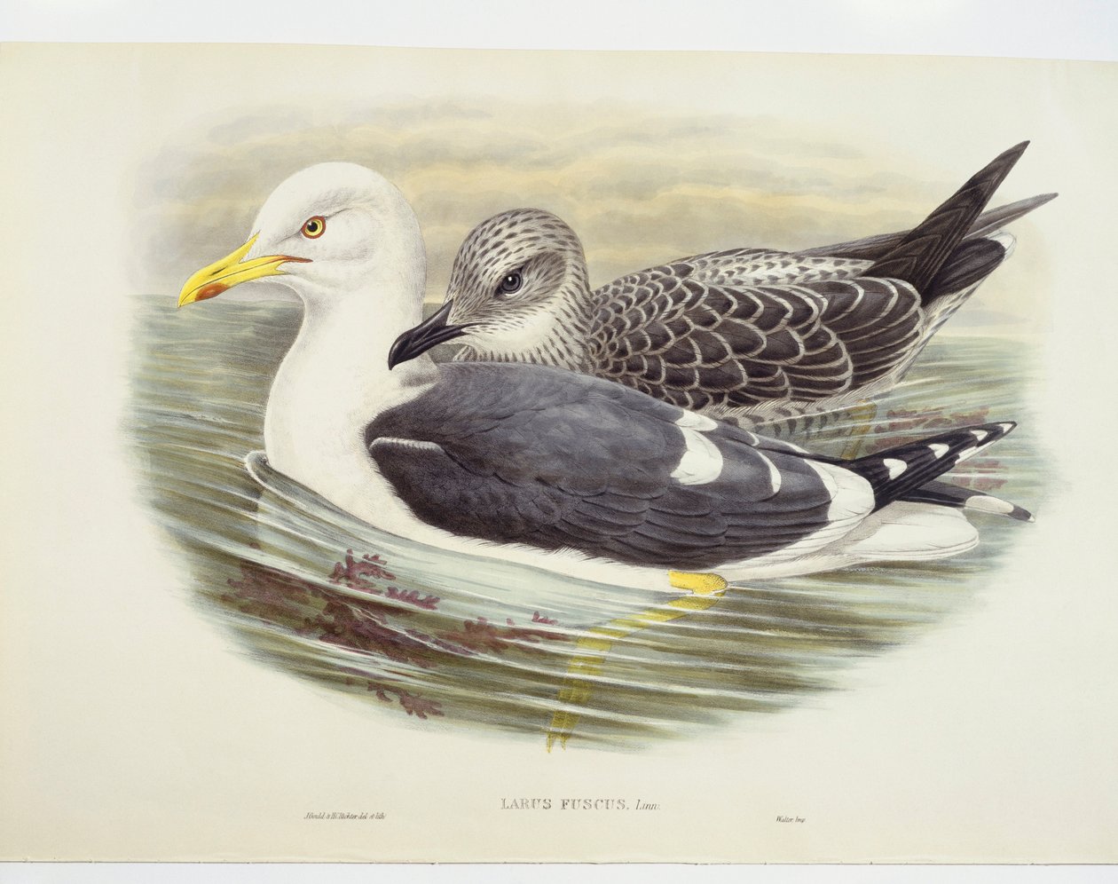 Lille måge (Larus fuscus), illustration af John Gould