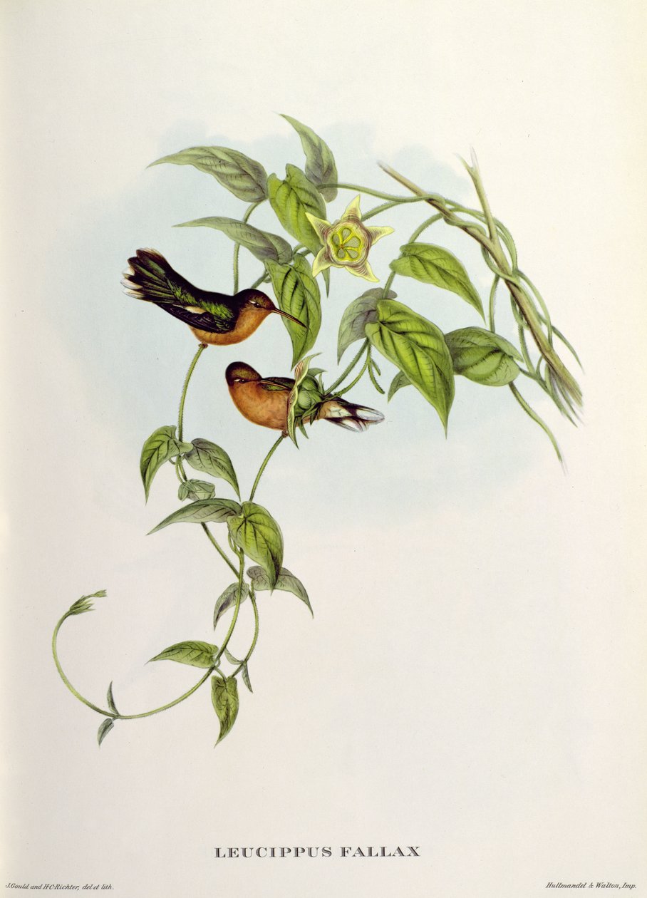 Leucippus Fallax af John Gould