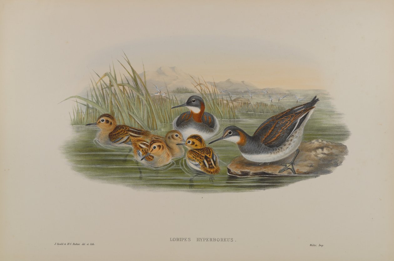 Lobipes Hyperboreus - Rødhalset vandhøne af John Gould
