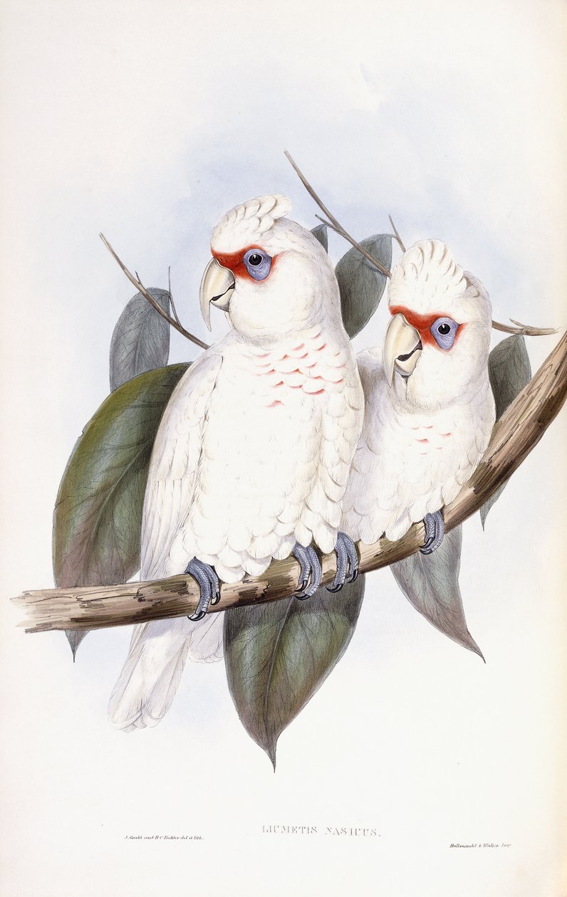 Langnæbbet kakadue af John Gould
