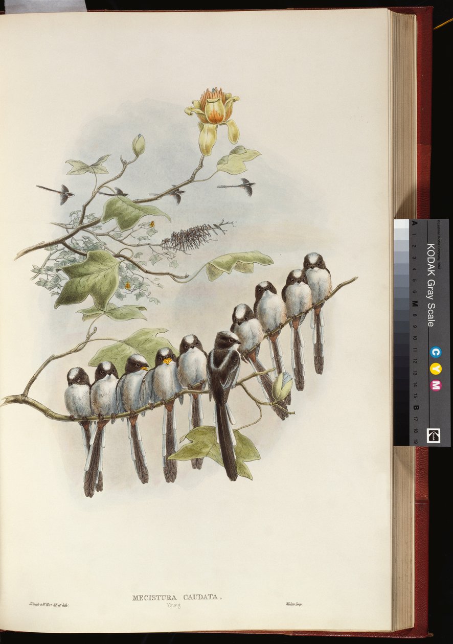 Long-tailed Titdani af John Gould