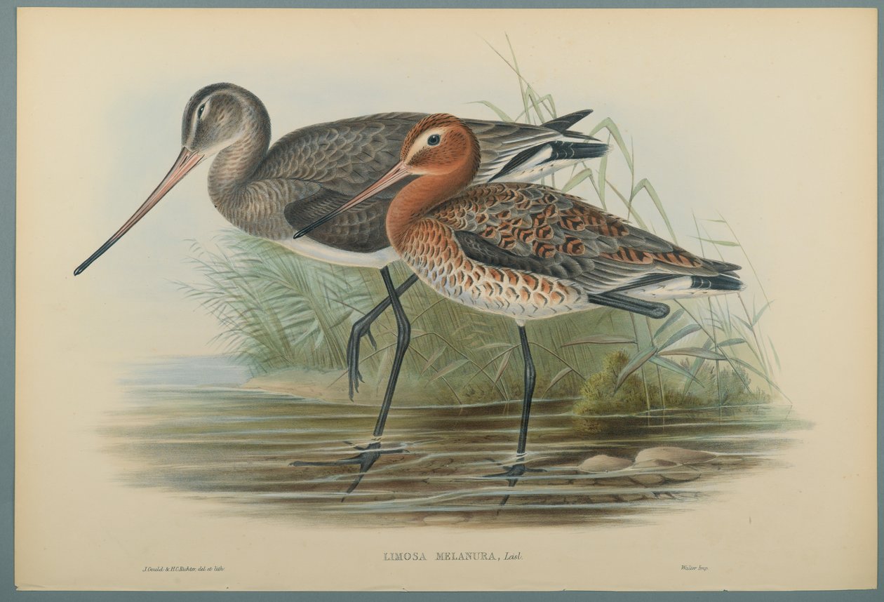 Lurinosa Melanura (farve litho på vævet papir) af John Gould