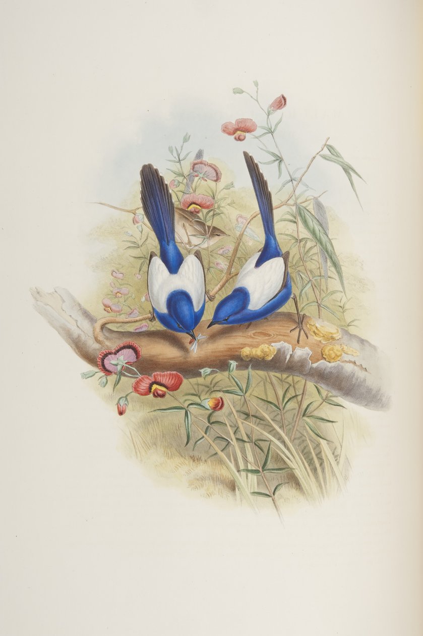 Malurus leuconotus, fra "The Birds of Australia" af John Gould, 1840 af John Gould