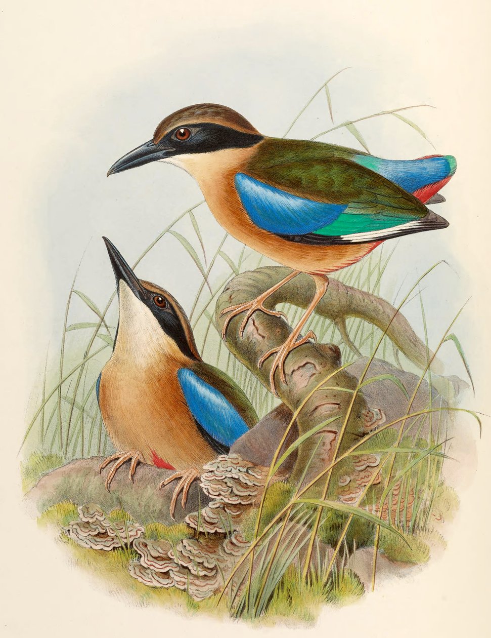 Mangrovepitta (blåvinget pitta) Pitta megarhyncha Schlegel af John Gould
