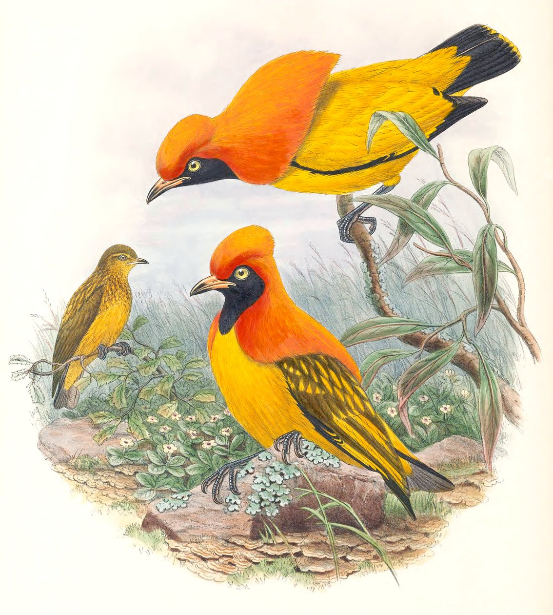 Maskeret laurbærfugl af John Gould