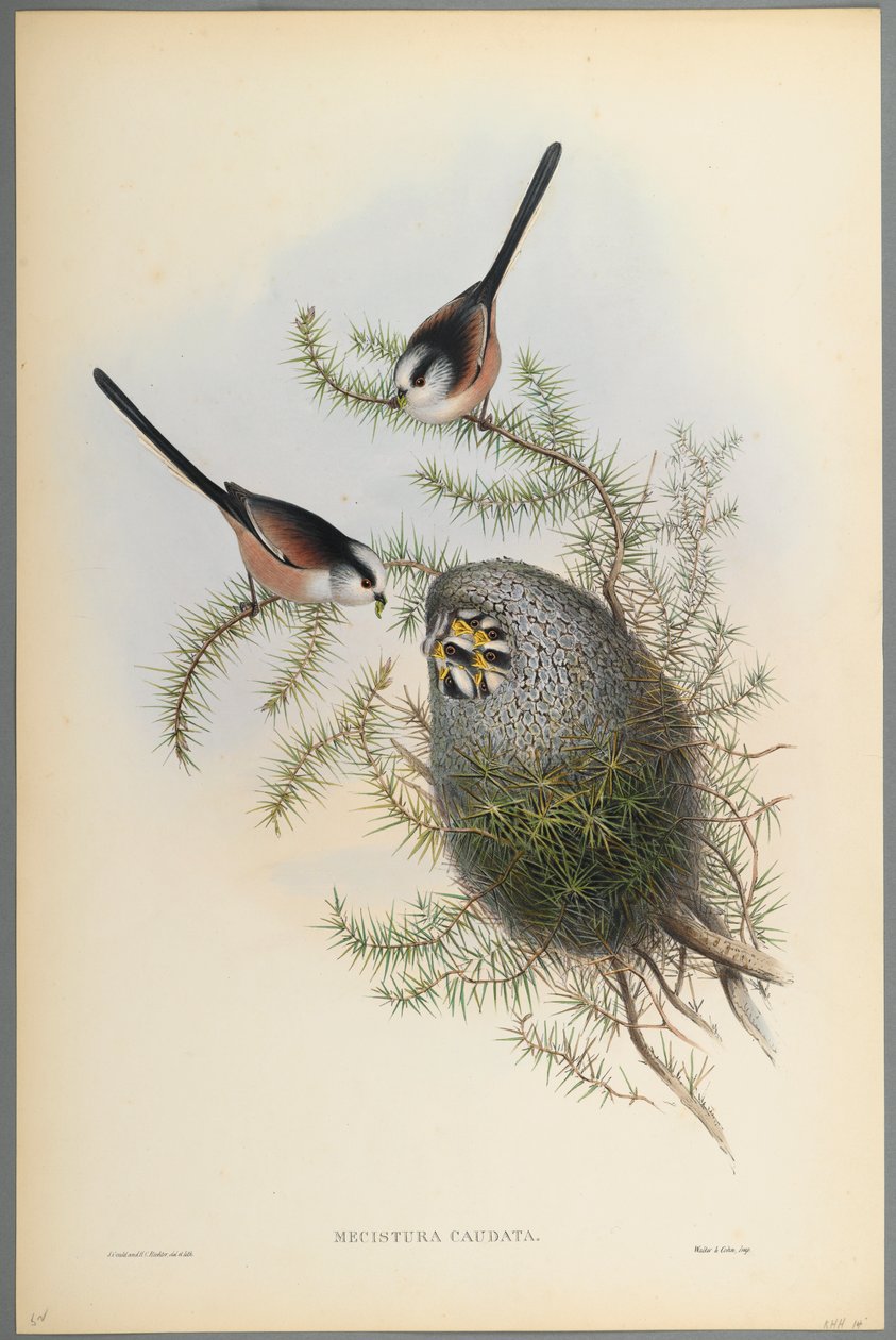 Mecistura Caudata - Langhalemejse (farvet litho på vævet papir) af John Gould