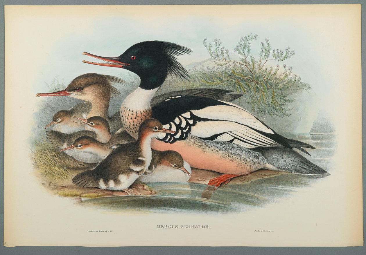 Mergus Serrator: Merganser (farve litho på vævet papir) af John Gould