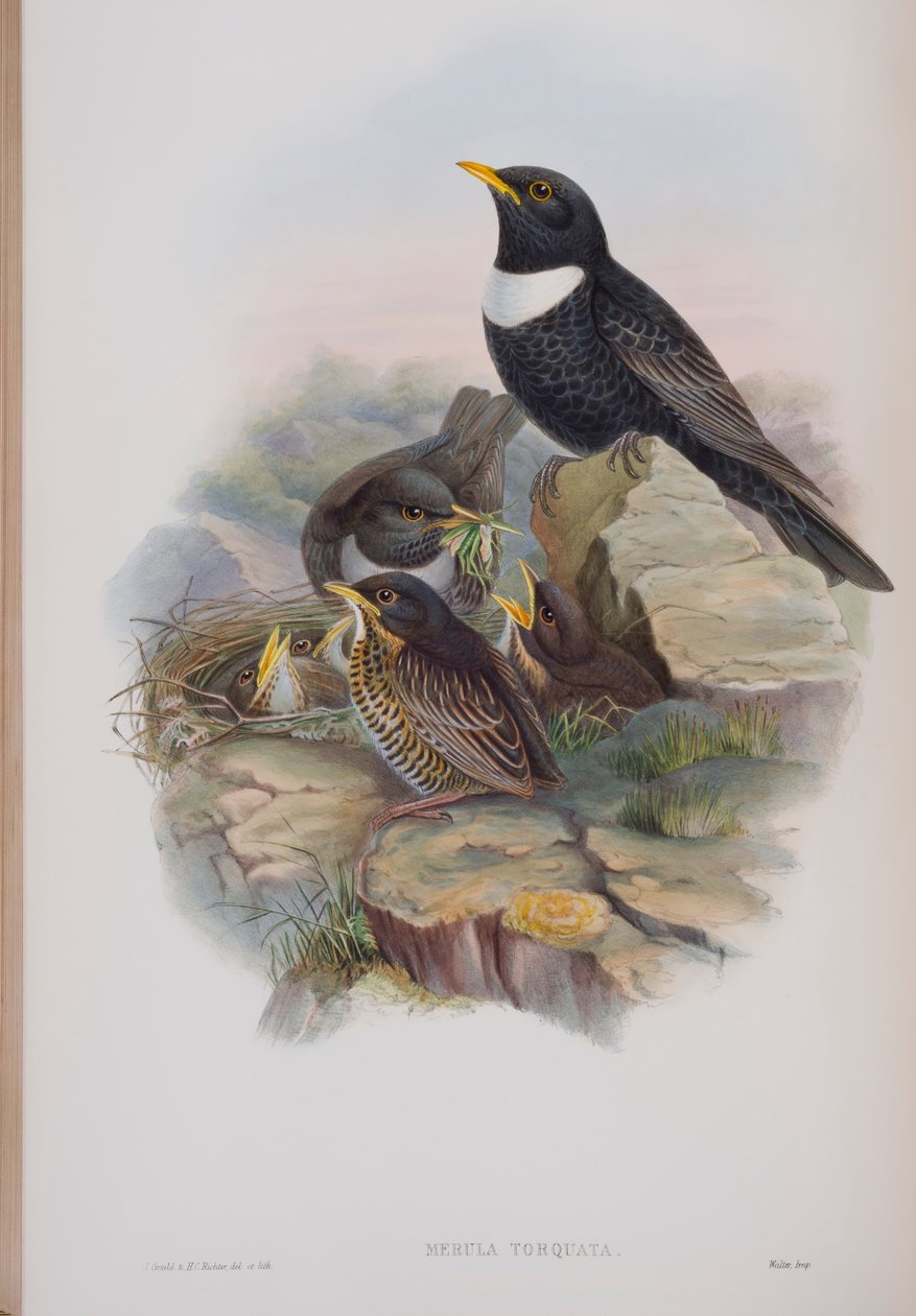 Merula Torquata, plade fra The Birds of Great Britain af John Gould, udgivet 1862-73 (håndkoloreret litografi) af John Gould