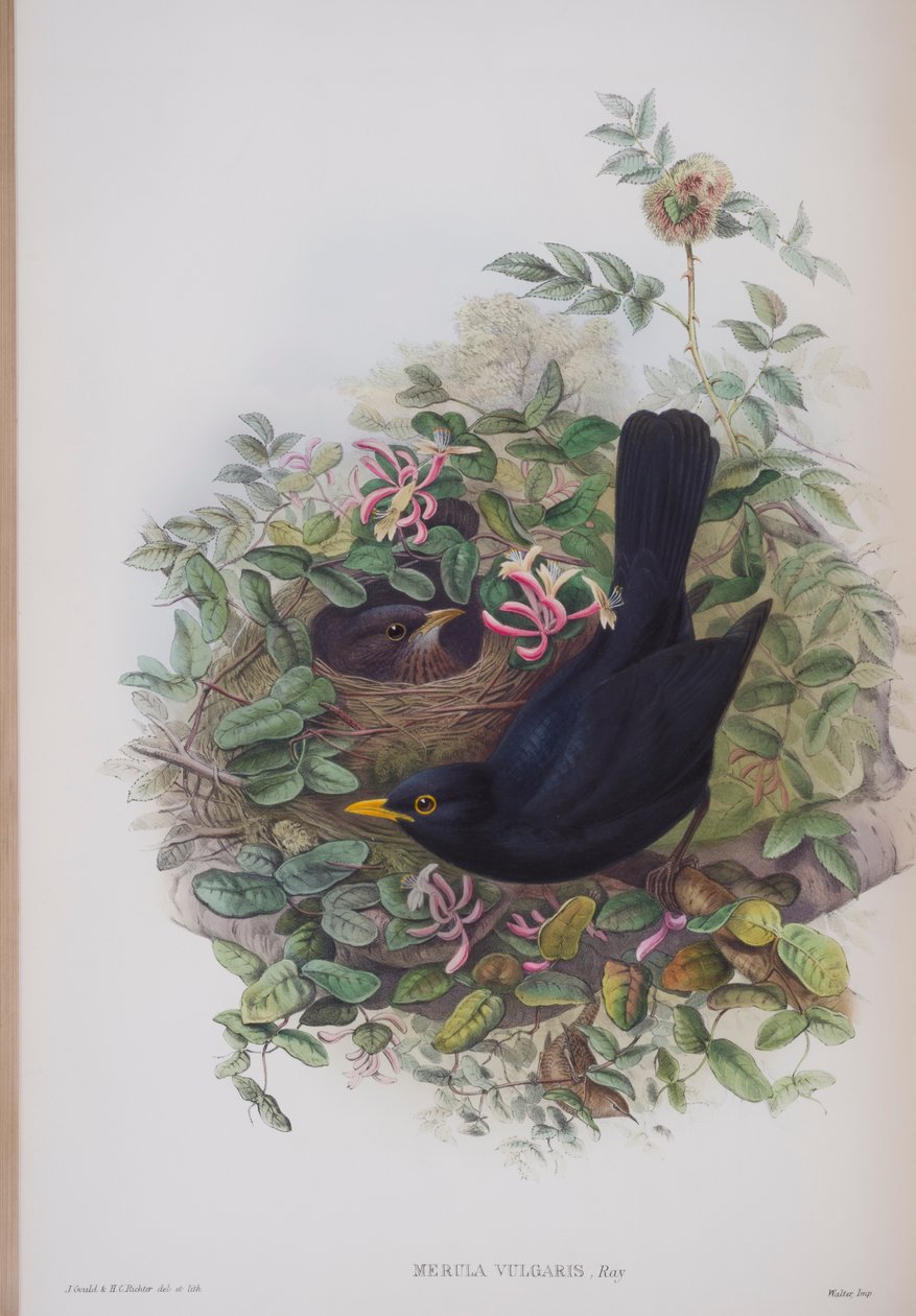 Merula Vulgaris, plade fra The Birds of Great Britain af John Gould, udgivet 1862-73 (håndkoloreret litografi) af John Gould