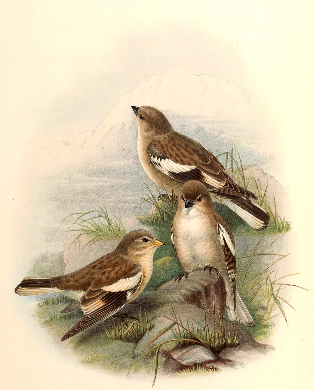 Montifringilla adamsi af John Gould