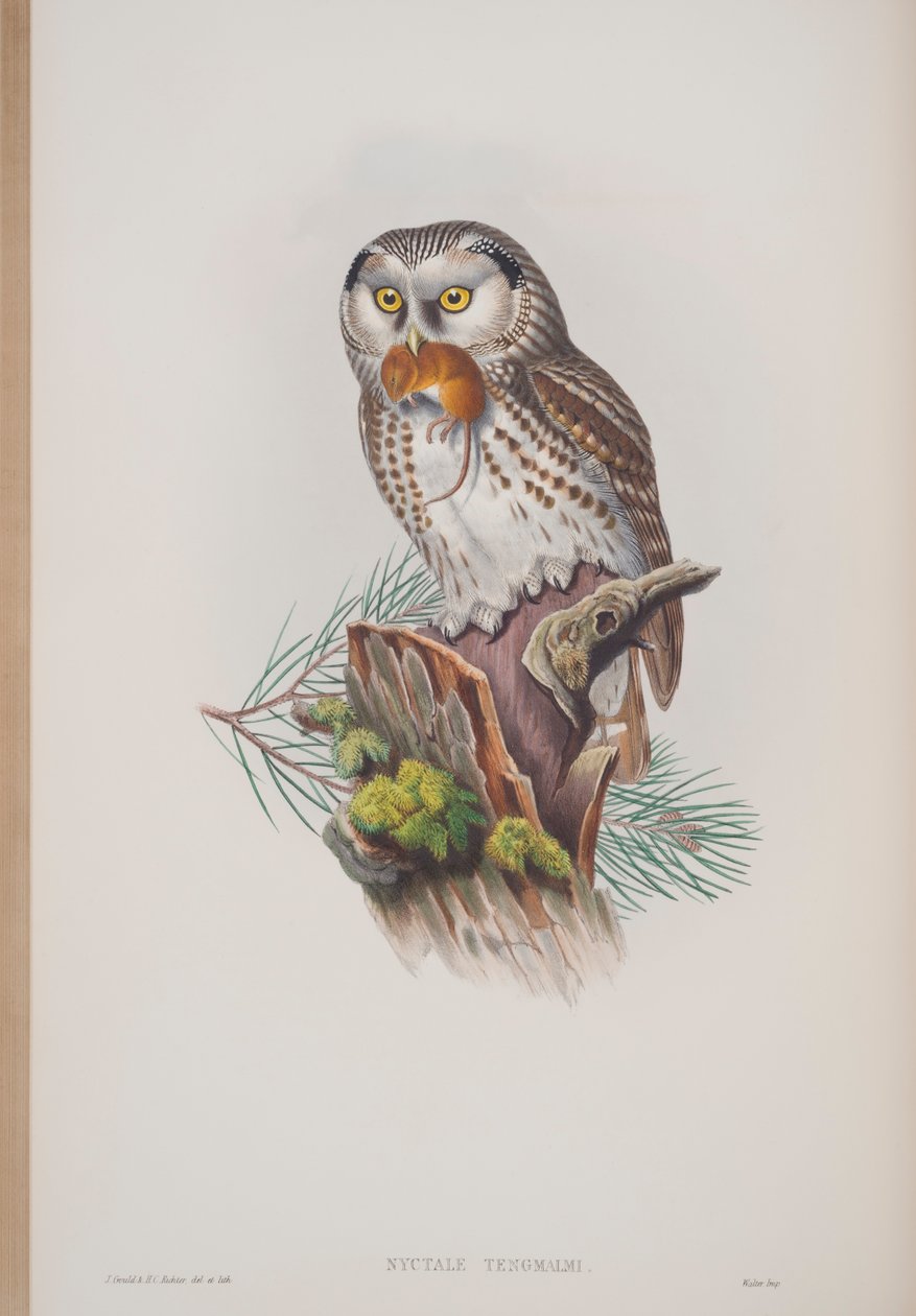 Nyctale Tengmalmi, plade fra The Birds of Great Britain af John Gould, udgivet 1862-73 (håndkoloreret litografi) af John Gould