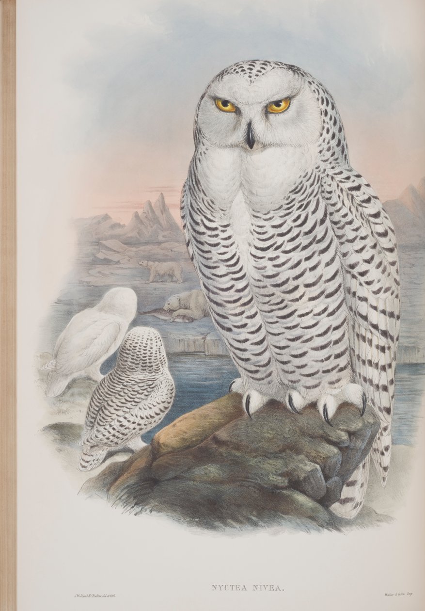 Nyctea Nivea, plade fra The Birds of Great Britain af John Gould, udgivet 1862-73 (håndkoloreret litografi) af John Gould