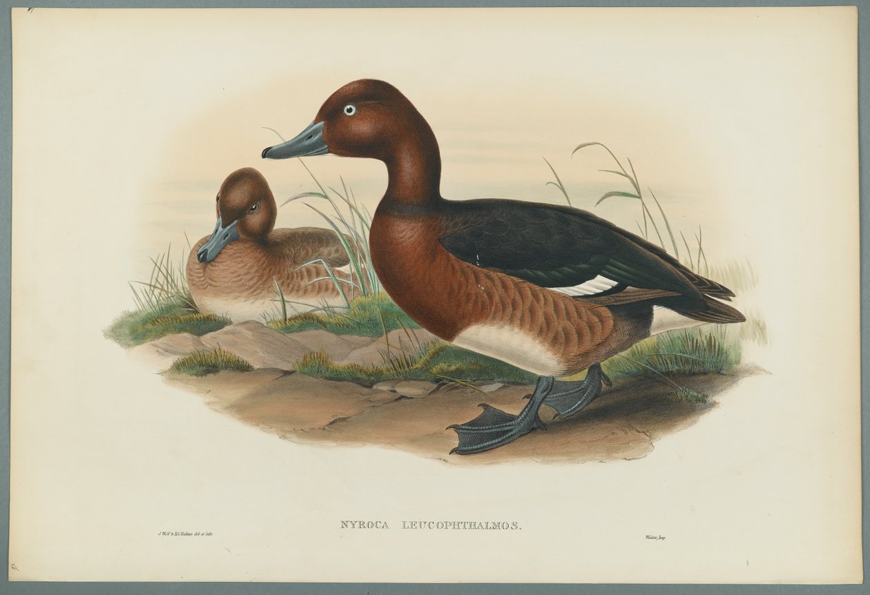 Nyroca Leucophtalmos: Hvide øjne eller jernholdig and (farve litho på vævet papir) af John Gould