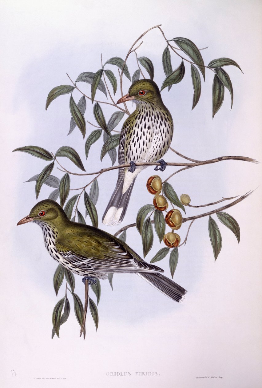 Olivenrygget oriole (Oriolus sagittatus), gravering af John Gould af John Gould