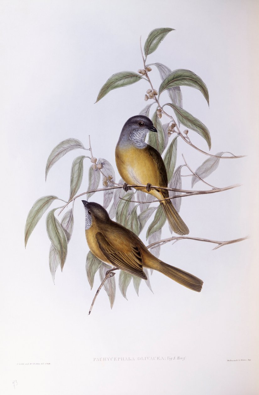 Olivenfløjter (Pachycephala olivacea), gravering af John Gould af John Gould