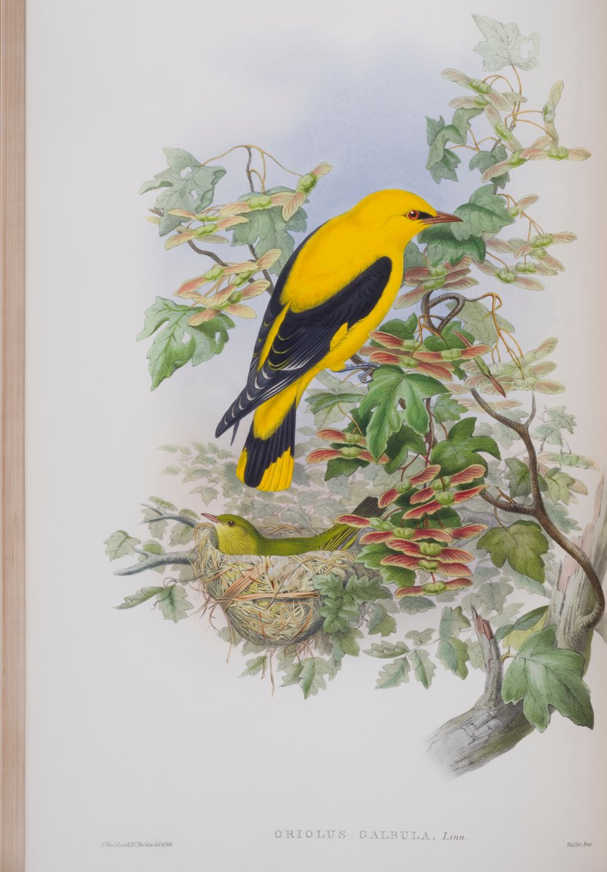 Oriolus Galbula, plade fra The Birds of Great Britain af John Gould, udgivet 1862-73 (håndkoloreret litografi) af John Gould