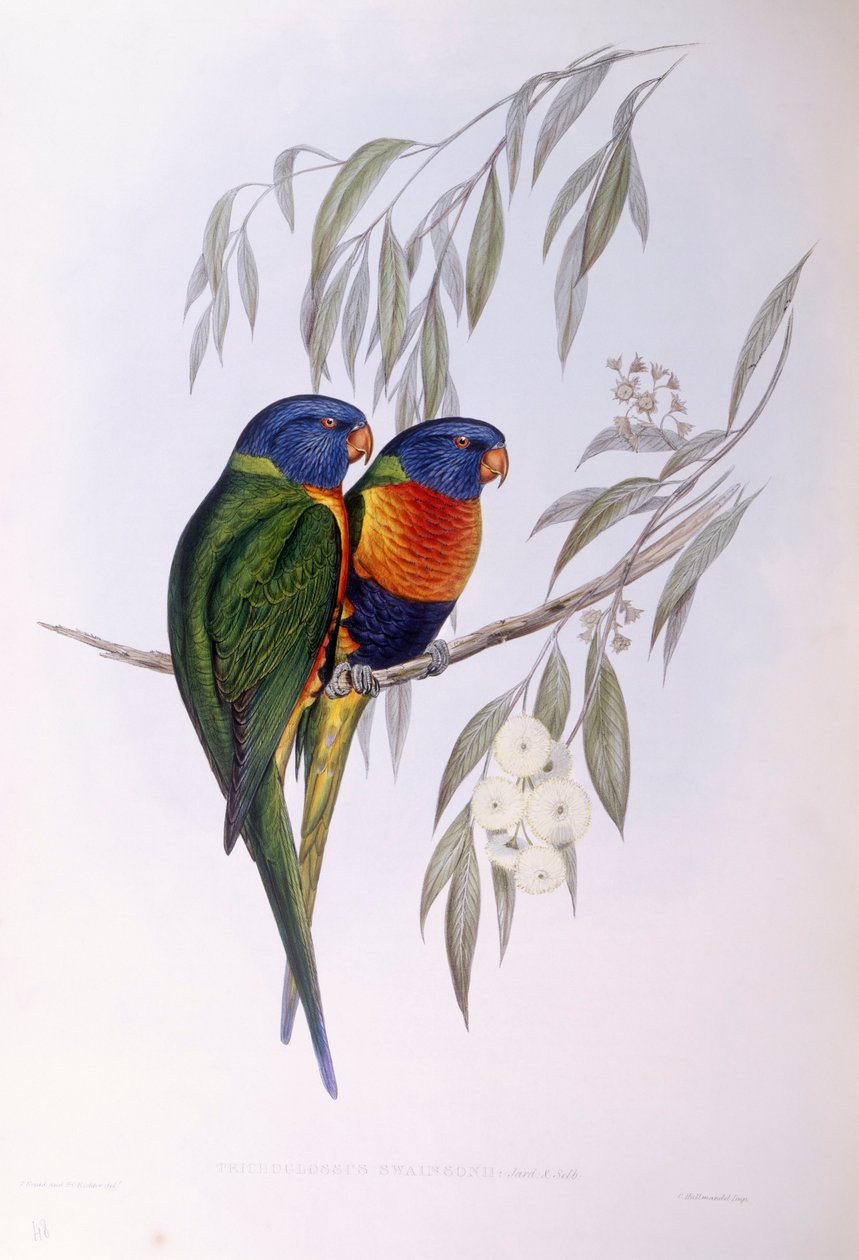 Udsmykket lorikeet (Trichoglossus ornatus), Indgravering af John Gould af John Gould