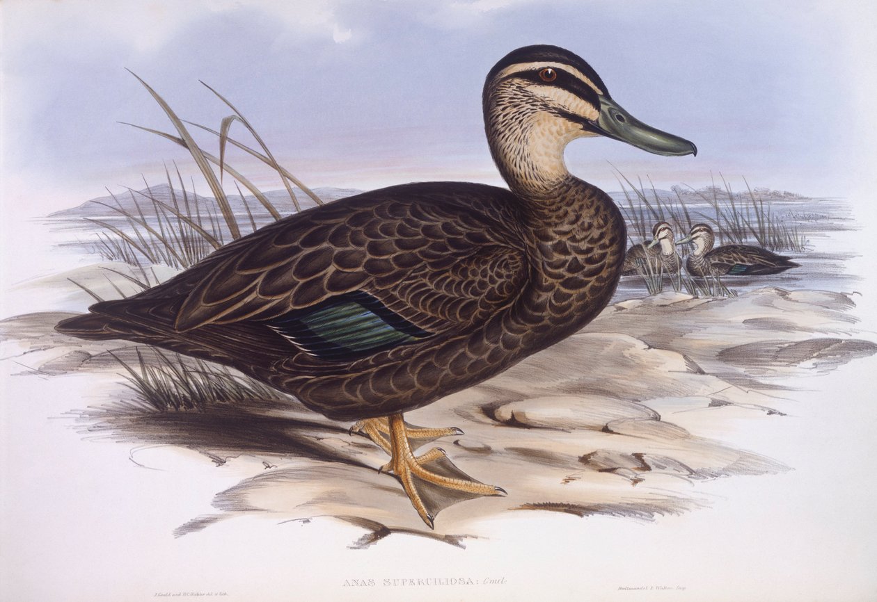 Stillehavssort and (Anas superciliosa), gravering af John Gould af John Gould