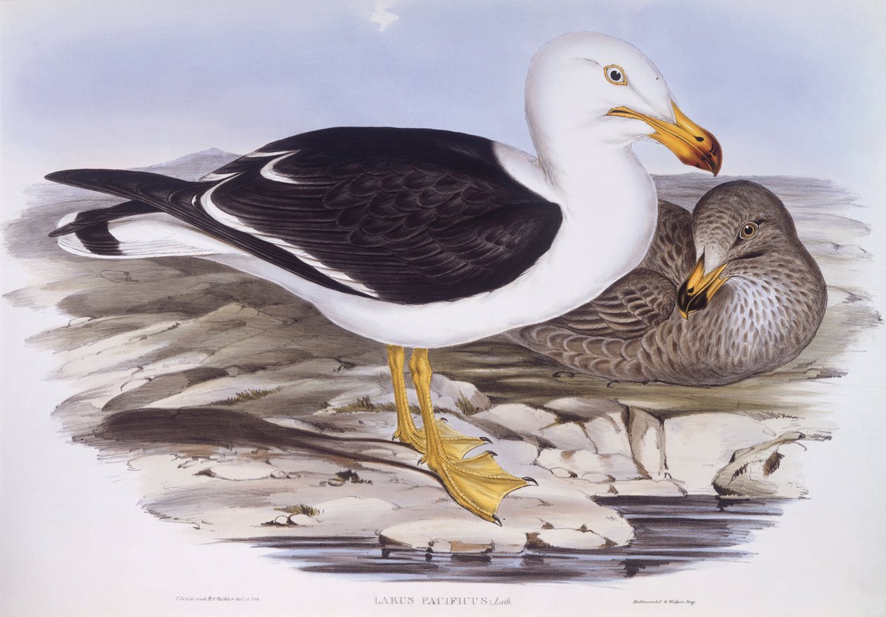 Stillehavsmåge (Larus pacificus), Indgravering af John Gould af John Gould