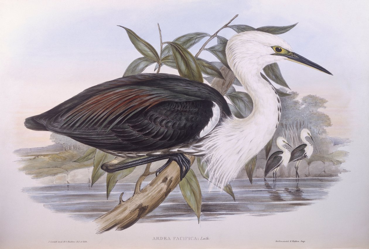 Stillehavshejre (Ardea pacifica), gravering af John Gould af John Gould