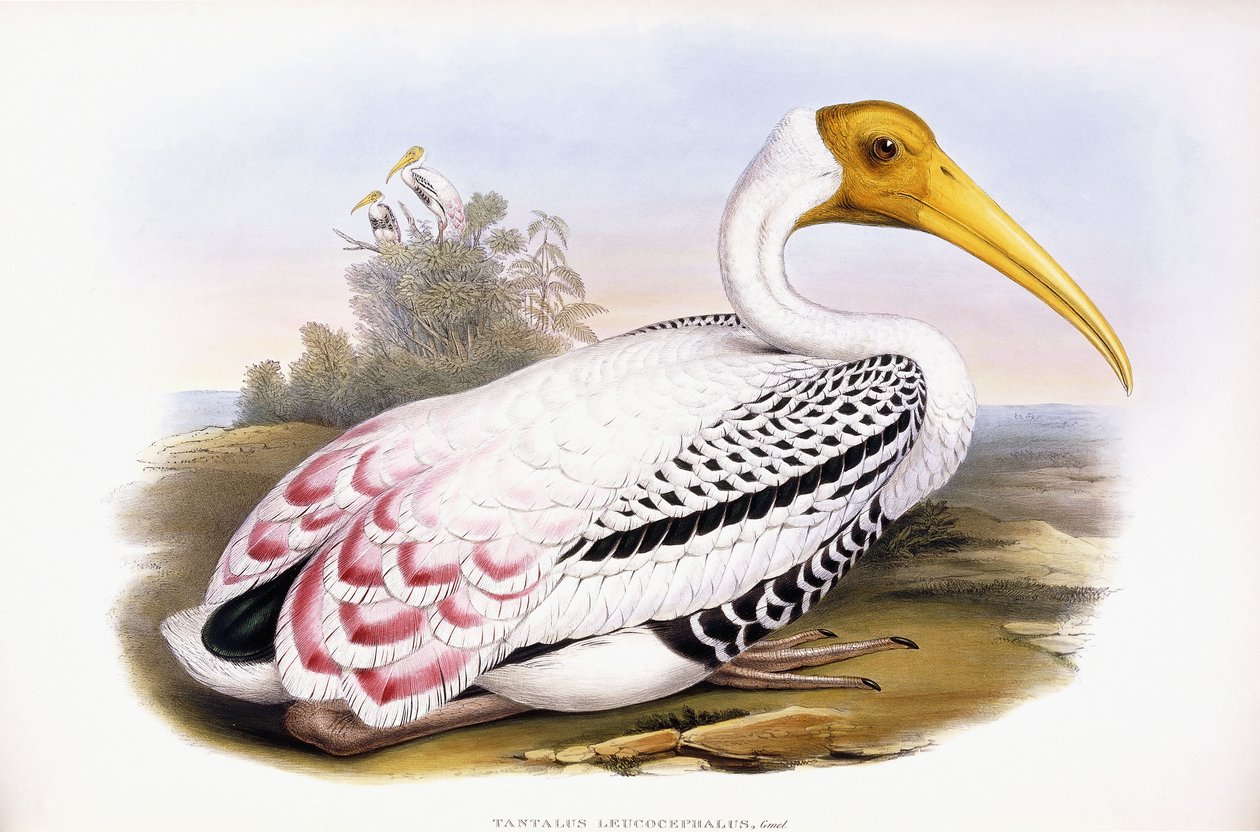 Malet Stork af John Gould