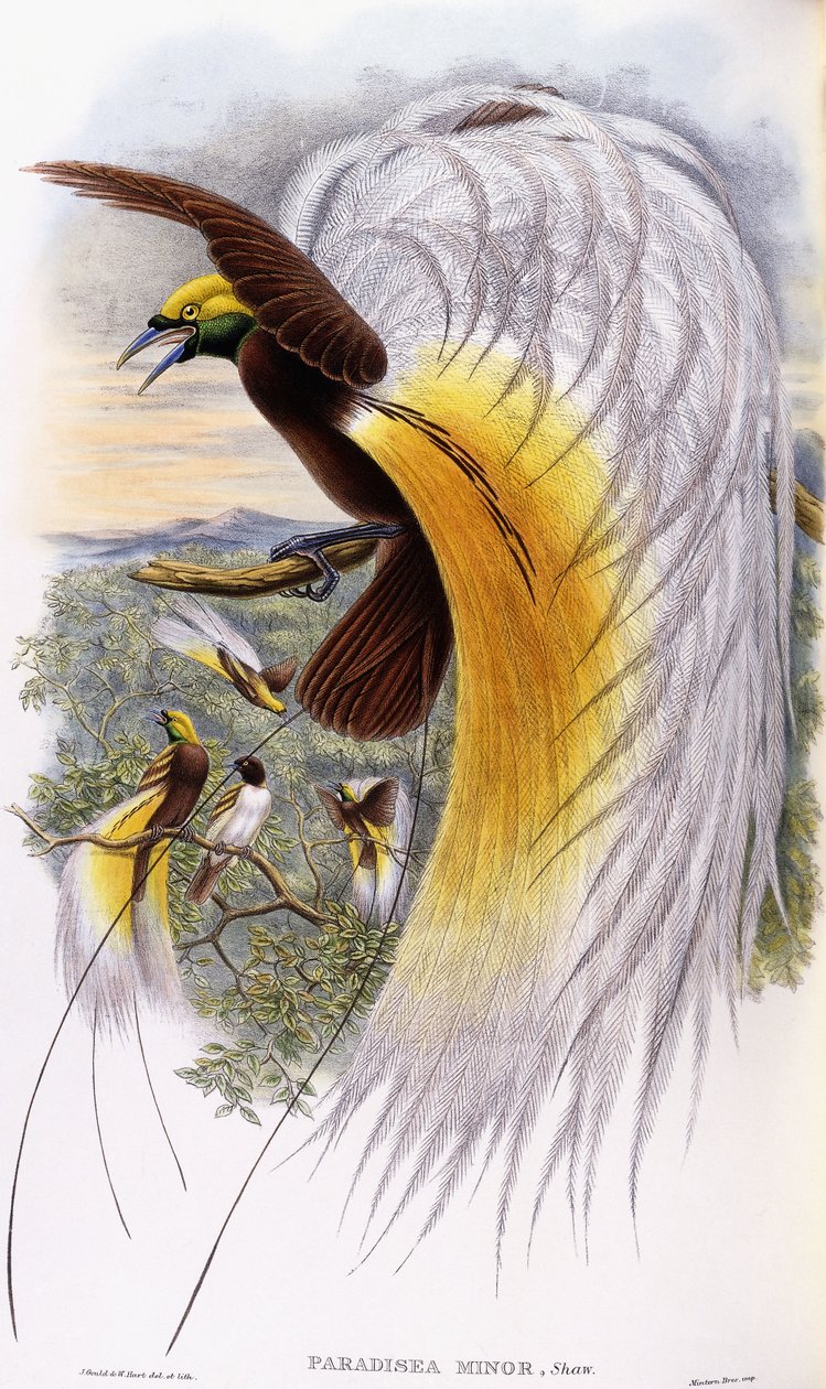 Paradisaea Minor af John Gould