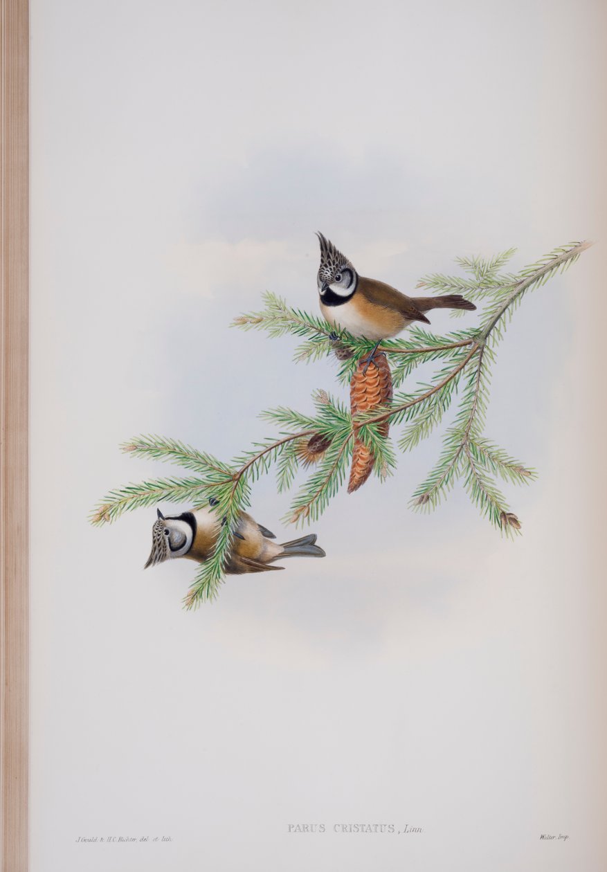 Parus Cristatus, plade fra The Birds of Great Britain af John Gould, udgivet 1862-73 (håndkoloreret litografi) af John Gould
