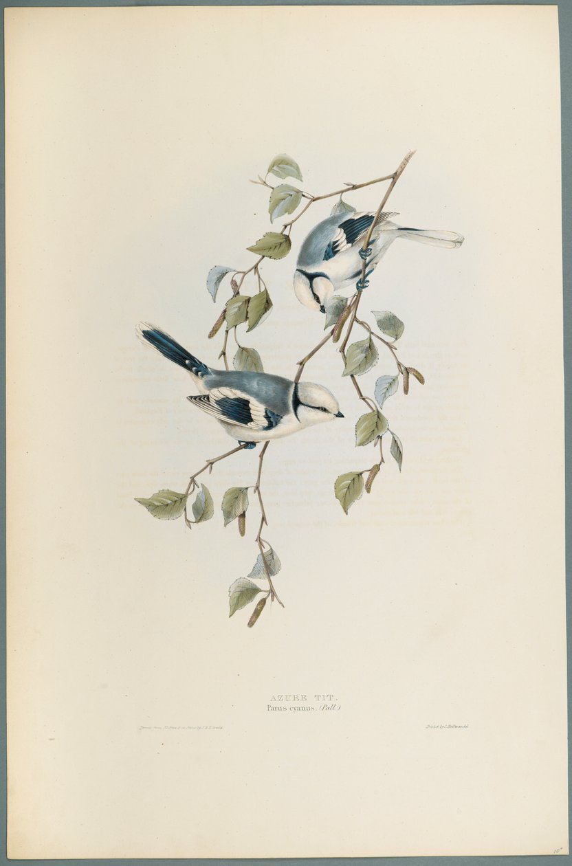 Parus Cyanus: Azurmejse (farve litho på vævet papir) af John Gould